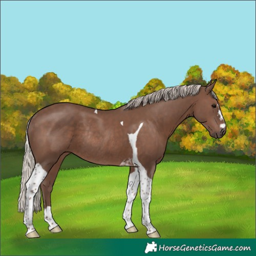 Horse Color:Silver Black Tobiano Rabicano 