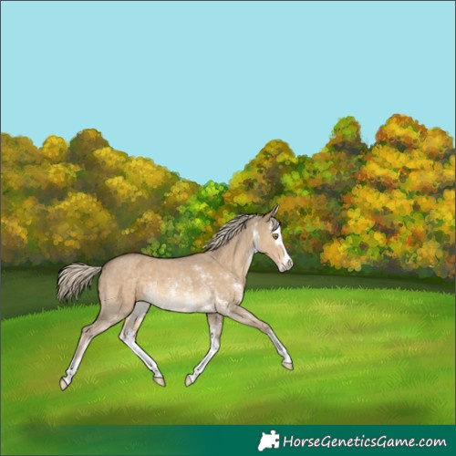 Horse Color:Chocolate Palomino Dun Sabino Splash Rabicano 