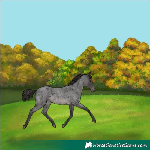 Horse Color:Smoky Blue Roan 