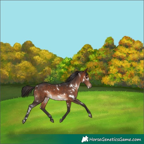 Horse Color:White Spotted Bay Rabicano 