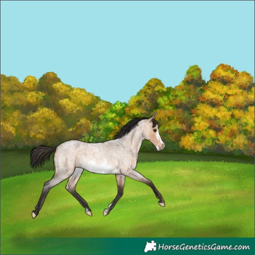 Horse Color:Bay Roan Dun Frame Rabicano 