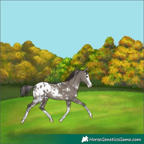 Horse Color:White Spotted Smoky Grullo Splash Appaloosa 