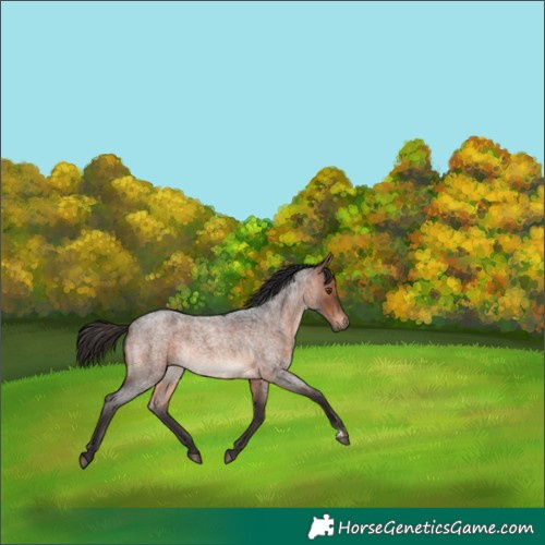 Horse Color:Brown Roan Rabicano 