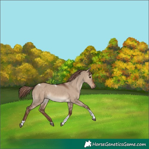 Horse Color:Liver Red Dun Tobiano Rabicano 
