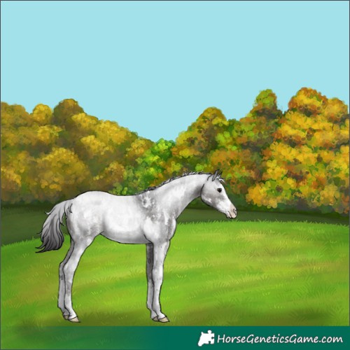 Horse Color:White Spotted Smoky Black Sabino 