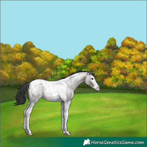Horse Color:Grullo Roan Splash Tobiano Rabicano 