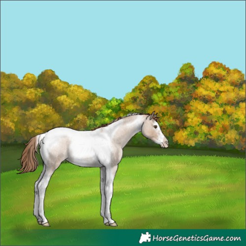 Horse Color:Grullo Roan Pearl Splash Tobiano Frame Rabicano 