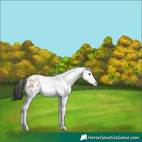 Horse Color:White Spotted Brown Dun Splash Rabicano 