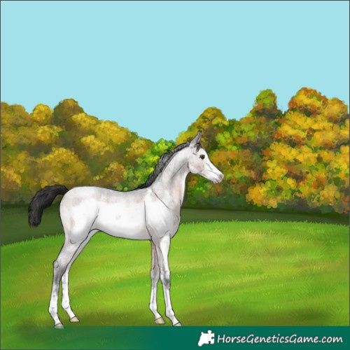 Horse Color:Brown Roan Sabino Frame 