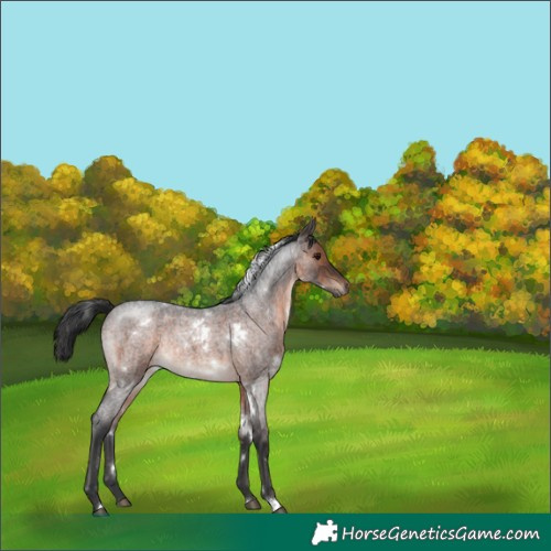 Horse Color:White Spotted Brown Roan Rabicano 