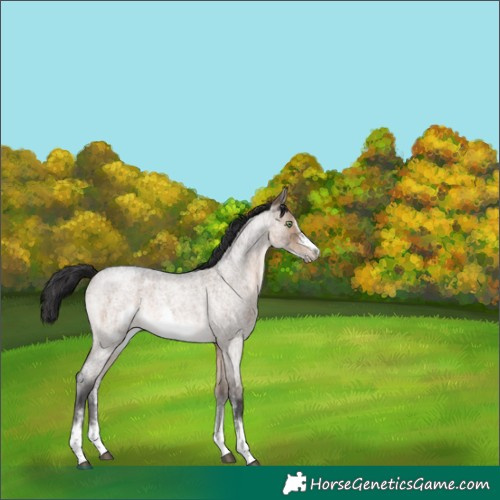 Horse Color:Brown Roan Dun Sabino Frame Rabicano 