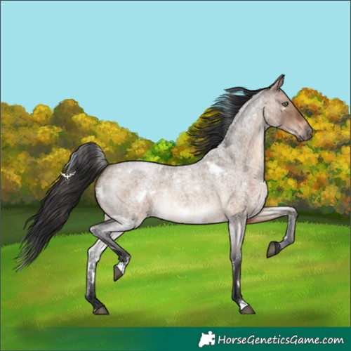 Horse Color:White Spotted Brown Roan Dun Rabicano 