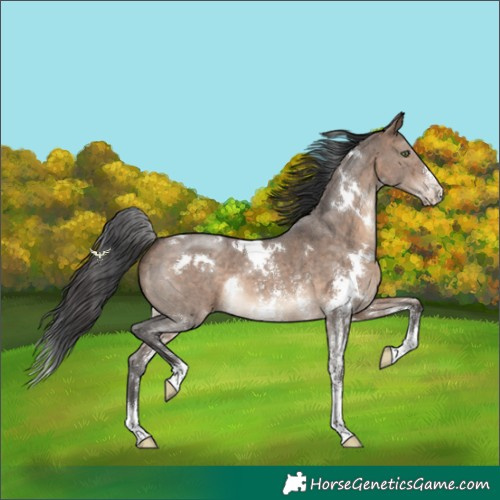 Horse Color:White Spotted Bay Dun Sabino 