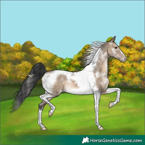 Horse Color:White Spotted Brown Dun Tobiano Frame 