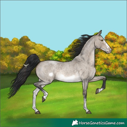 Horse Color:Brown Roan Dun Sabino Frame Rabicano 