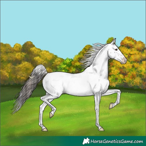 Horse Color:Bay Sabino Appaloosa Rabicano 