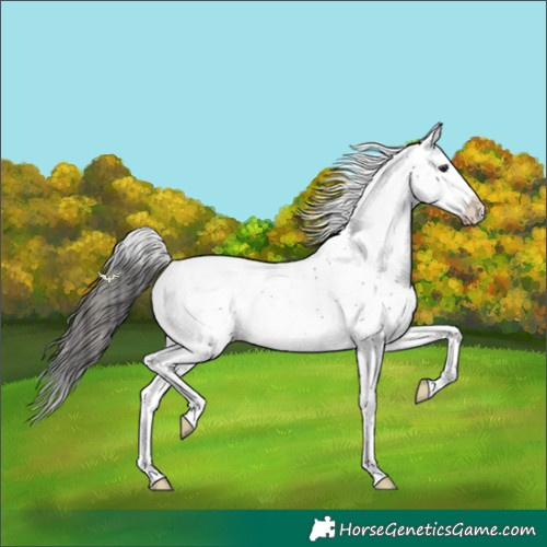 Horse Color:Buckskin Sabino Splash 