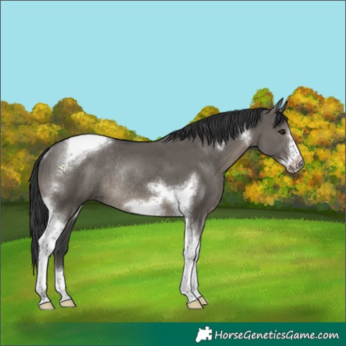 Horse Color:Grullo Tobiano Frame Rabicano 