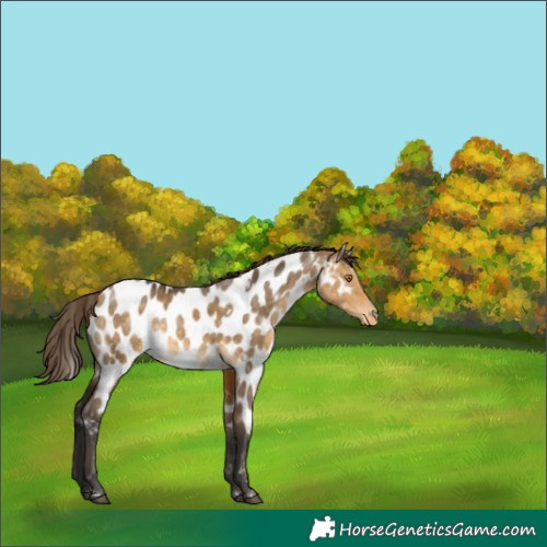 Horse Color:White Spotted Buckskin Dun Appaloosa 