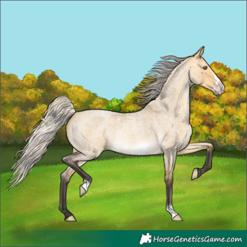 Horse Color:Silver Buckskin Roan Dun Frame Rabicano 