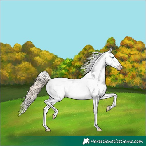 Horse Color:Perlino Dun Sabino Rabicano 