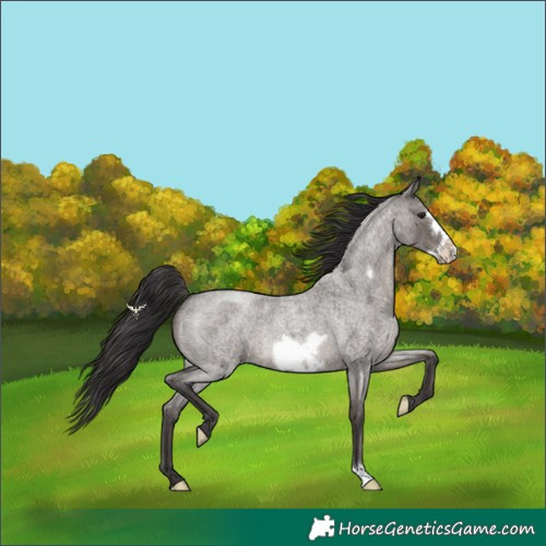 Horse Color:Smoky Grullo Roan Frame 