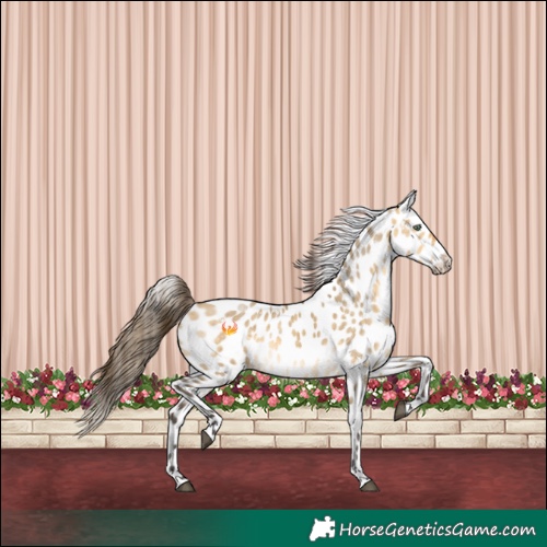 Horse Color:White Spotted Buckskin Dun Sabino Appaloosa 