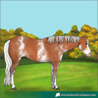 Horse Color:White Spotted Silver Bay Splash