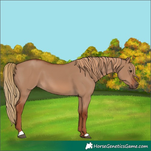 Horse Color:Unknown 