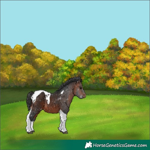 Horse Color:Bay Tobiano Appaloosa 