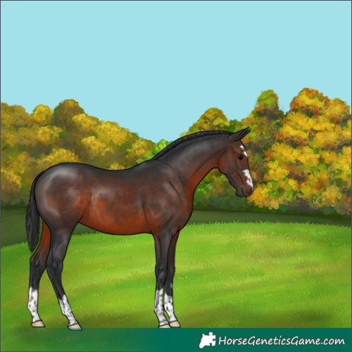 Horse Color:Brown Rabicano 