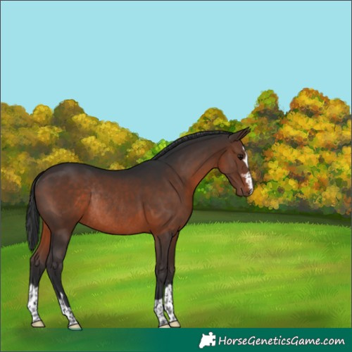 Horse Color:Brown Rabicano 