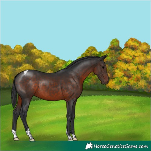 Horse Color:Brown Tobiano Rabicano 