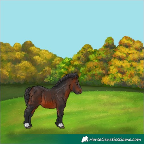 Horse Color:Bay Mushroom 