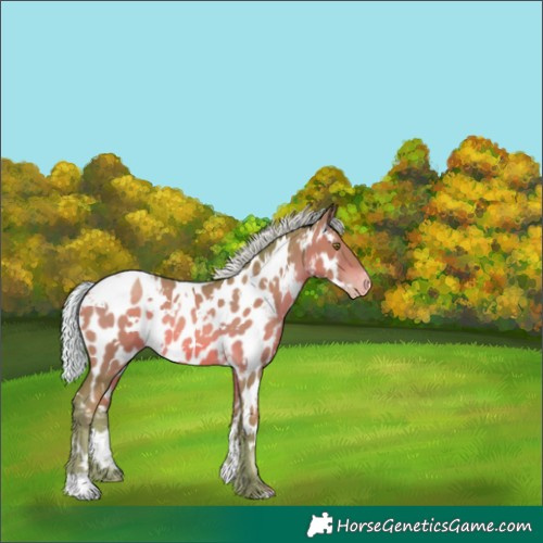 Horse Color:Watercolor White Spotted Silver Brown Pearl Near Leopard 