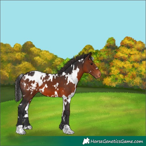 Horse Color:White Spotted Brown Appaloosa 