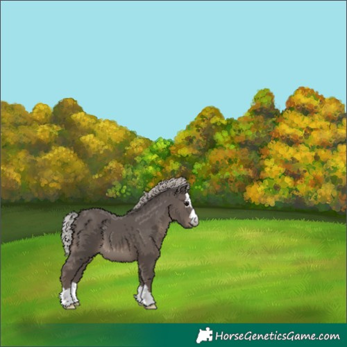 Horse Color:Silver Black 