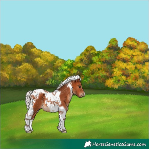 Horse Color:Silver Bay Tobiano 