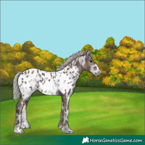 Horse Color:Plaid  Silver Black Ice Appaloosa Rabicano 
