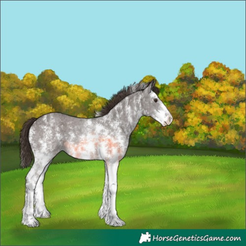 Horse Color:Liver Chestnut Sabino 