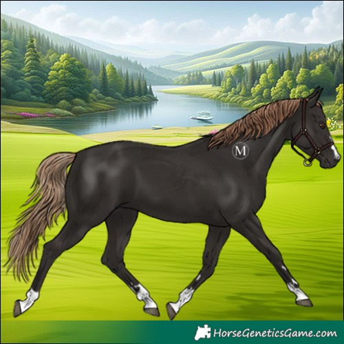 Horse Color:Liver Chestnut 