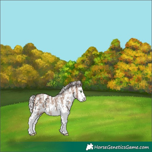 Horse Color:Amber Champagne Sabino Splash Appaloosa Rabicano 