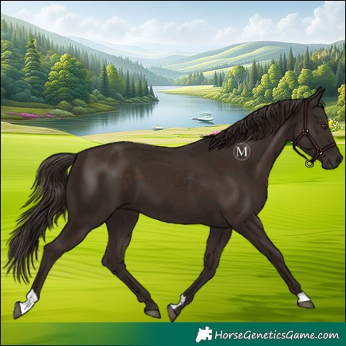 Horse Color:Liver Chestnut 
