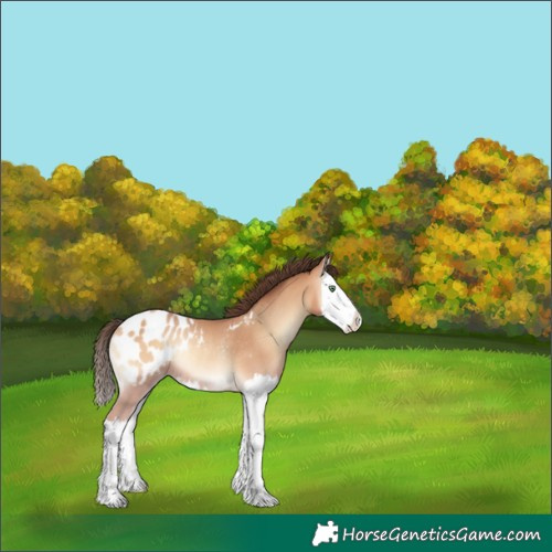 Horse Color:Amber Champagne Onyx Splash Appaloosa Rabicano