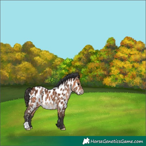 Horse Color:Bay Appaloosa 