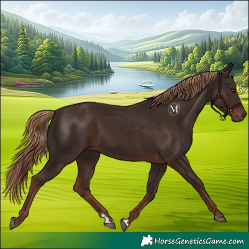 Horse Color:Liver Chestnut 