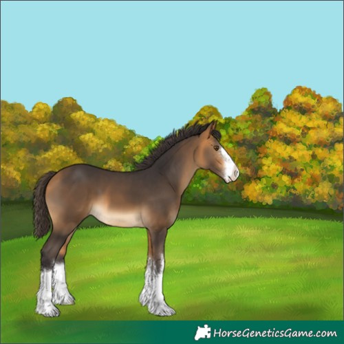 Horse Color:White Spotted Buckskin 