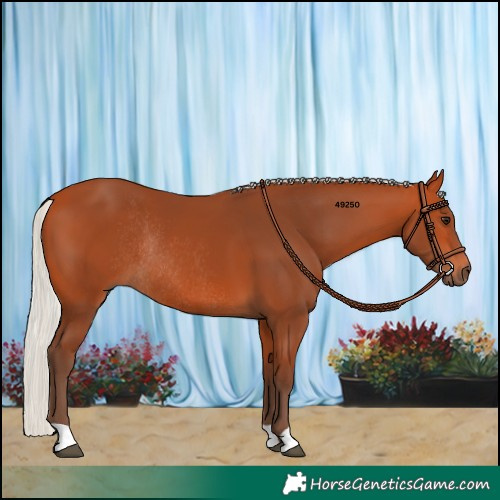 Horse Color:Silver Bay Rabicano