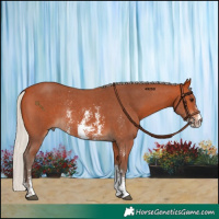 Horse Color:Silver Bay Sabino Rabicano 