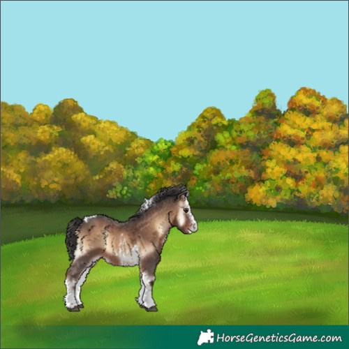 Horse Color:Liver Red Onyx Sabino Tobiano Appaloosa 